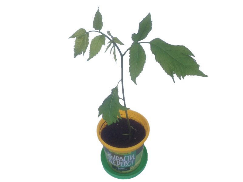 Набор для выращивания растений - Орех маньчжурский  